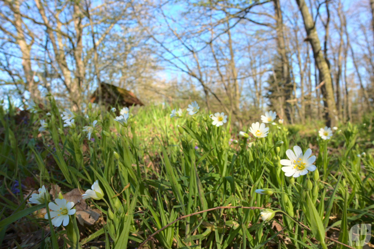 Blümchen und T-Meisen